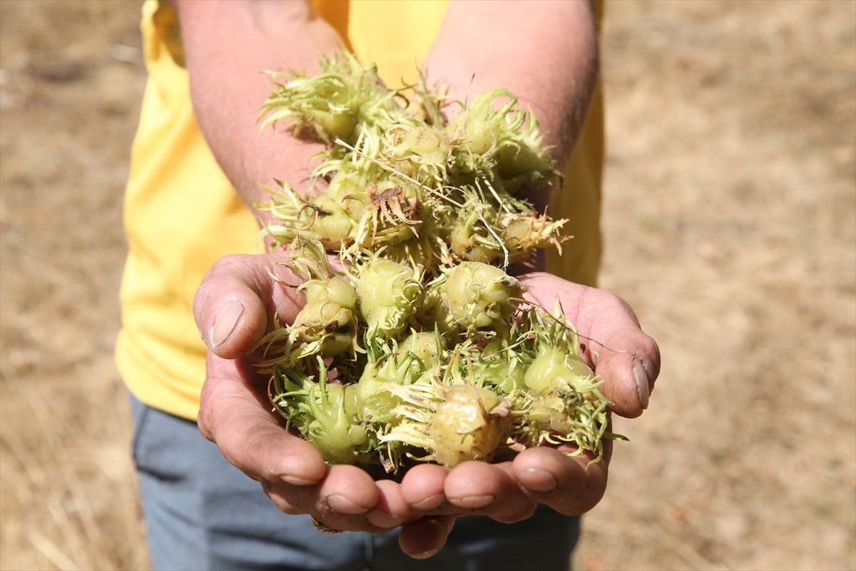 kastamonunun 5 asirlik turk findiklari 6 ksqXwlQL