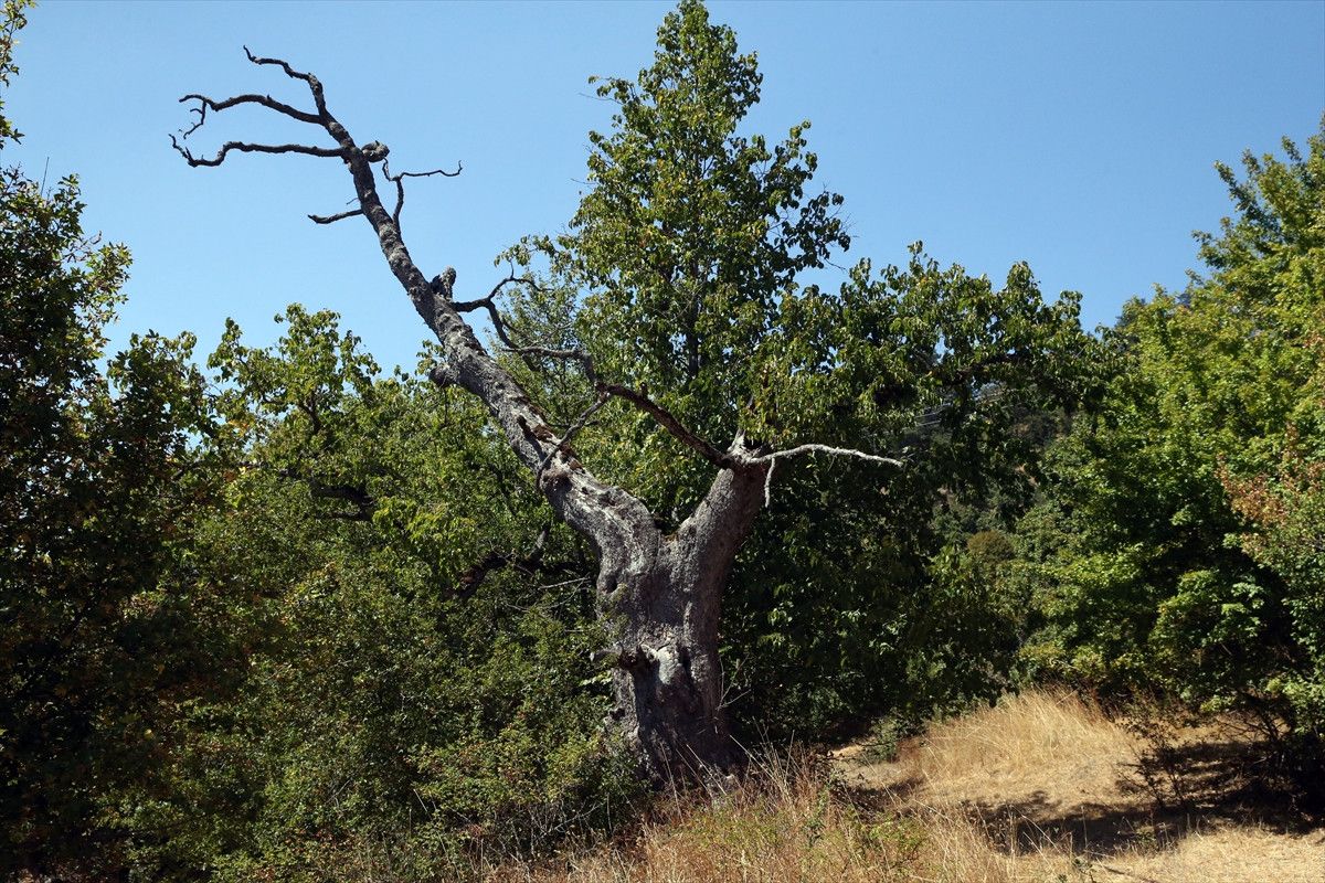 kastamonunun 5 asirlik turk findiklari 7 UrWsWbIi