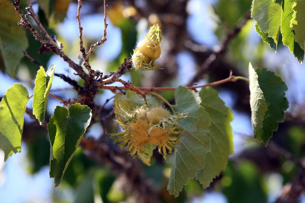 kastamonunun 5 asirlik turk findiklari 8