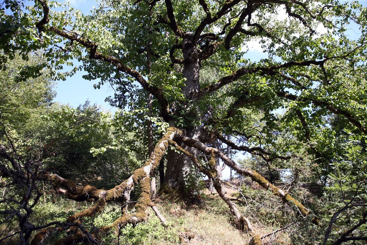 kastamonunun 5 asirlik turk findiklari 9 JgG5wRjd