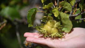 kastamonunun 5 asirlik turk findiklari NWBY4pxp