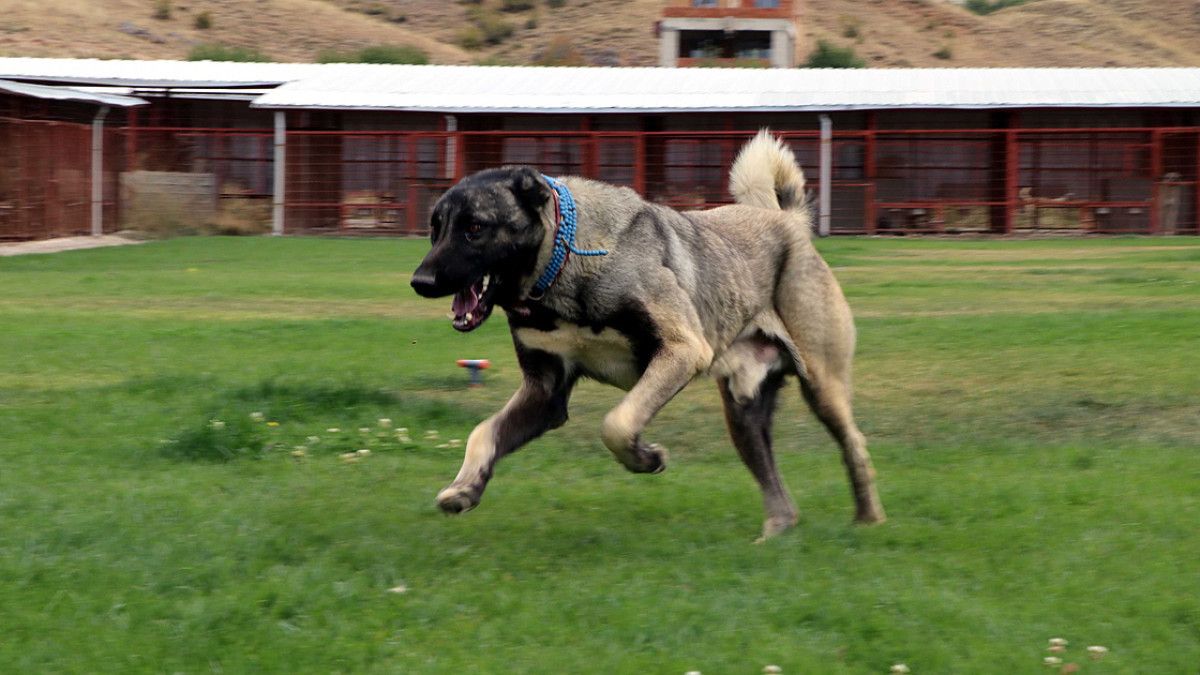 Kayseri'de 60 yaşındaki kadına sahipli çoban köpeği saldırdı 1 kayseride 60 yasindaki kadina sahipli coban kopegi saldirdi 0 f2dIiFLT