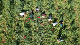 kayseride salcalik domates hasadi vafMLXRx