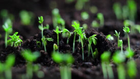 kazma kurekleri hazir edin iste eylul ayinda ekilecek bitkiler adeta fiskiriyor wexGU31h