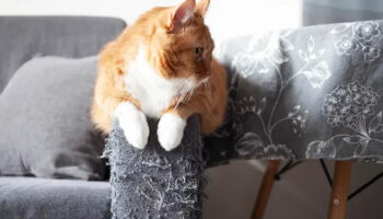 kediniz artik koltuklarinizi tirmalamayacak bu spreyi sikmak yetiyor umlWnS9t