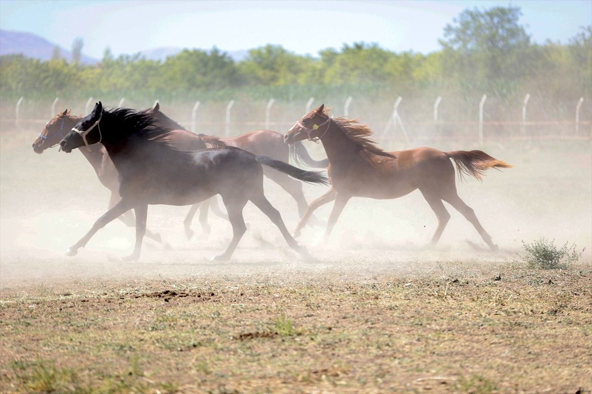 malatyada safkan arap taylarinin satisindan 210 milyon lira gelir 0 OKChAJjU