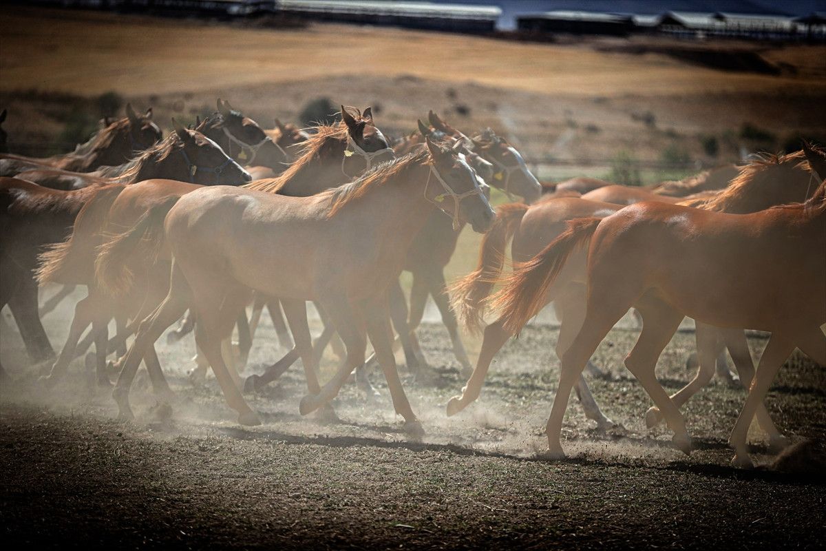 malatyada safkan arap taylarinin satisindan 210 milyon lira gelir 2