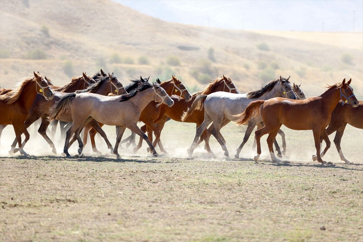malatyada safkan arap taylarinin satisindan 210 milyon lira gelir 3 kdBgbITy