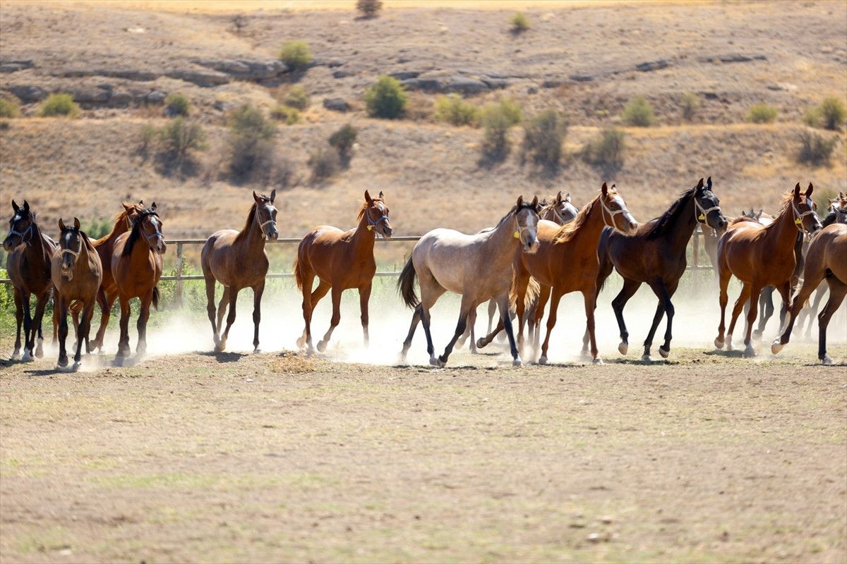 malatyada safkan arap taylarinin satisindan 210 milyon lira gelir 4 8bmk7XES