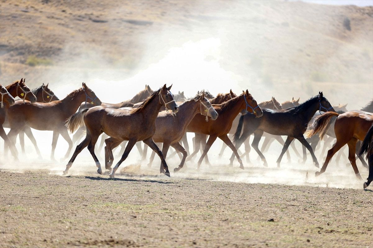 malatyada safkan arap taylarinin satisindan 210 milyon lira gelir 5 HypTTCnK