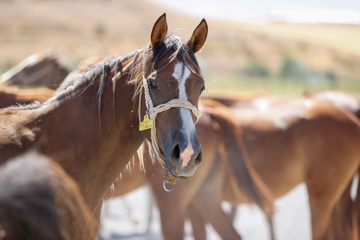 malatyada safkan arap taylarinin satisindan 210 milyon lira gelir 6 UDSmFKlh