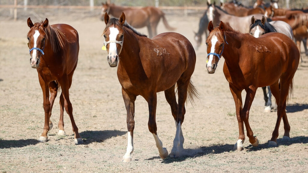 malatyada safkan arap taylarinin satisindan 210 milyon lira gelir VFAKrjEJ