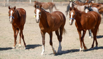 malatyada safkan arap taylarinin satisindan 210 milyon lira gelir VFAKrjEJ