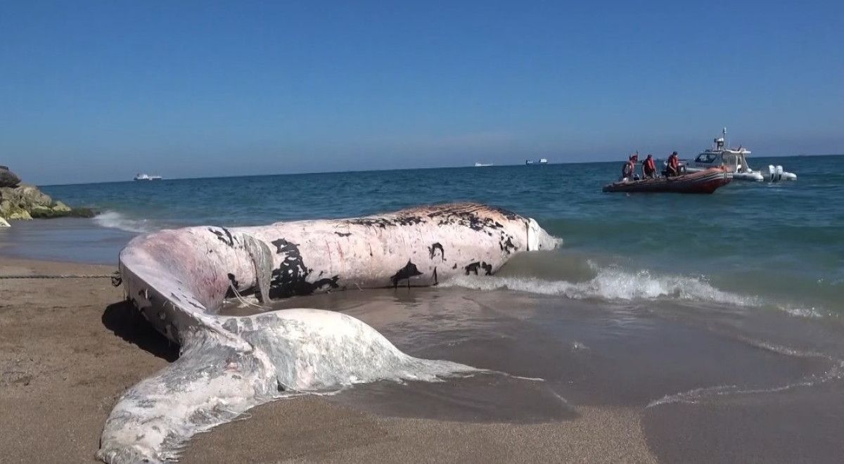 mersinde 16 metrelik fin balinasinin iskeleti bilime kazandiriliyor 0