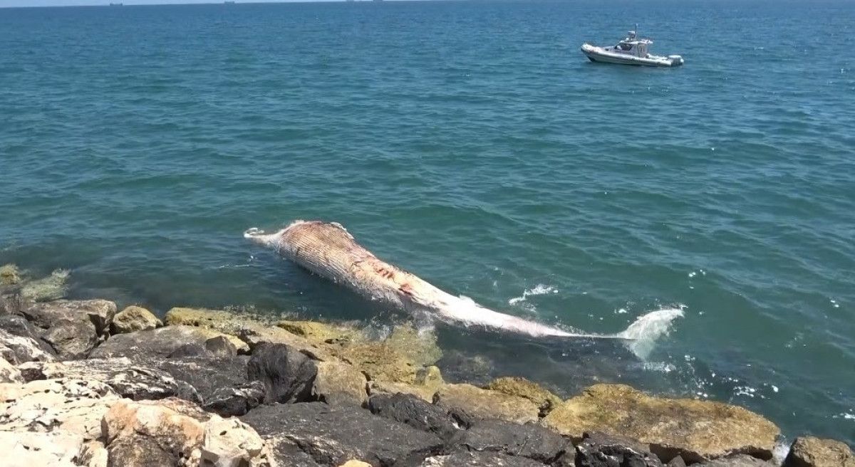 mersinde 16 metrelik fin balinasinin iskeleti bilime kazandiriliyor 1 SJGO1CZ5