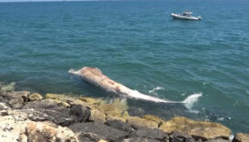 mersinde 16 metrelik fin balinasinin iskeleti bilime kazandiriliyor 6sQcRKnp