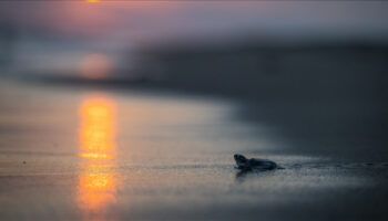 mersinde 210 bin kaplumbaga yavrusu denizle bulustu e2td9ClC