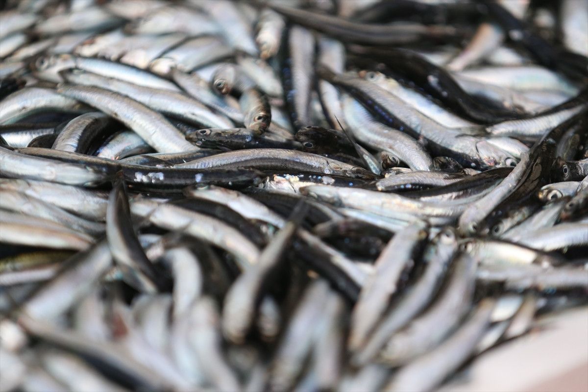 Ordu'da hamsi bolluğu balıkçıları sevindirdi 3 orduda hamsi bollugu balikcilari sevindirdi 2 BHuNgIXS