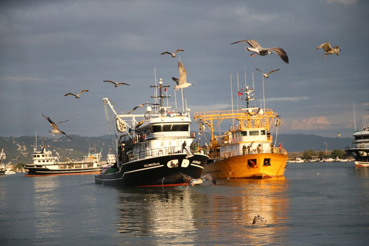 Ordu'da hamsi bolluğu balıkçıları sevindirdi 4 orduda hamsi bollugu balikcilari sevindirdi 3 d1HJ6ECO
