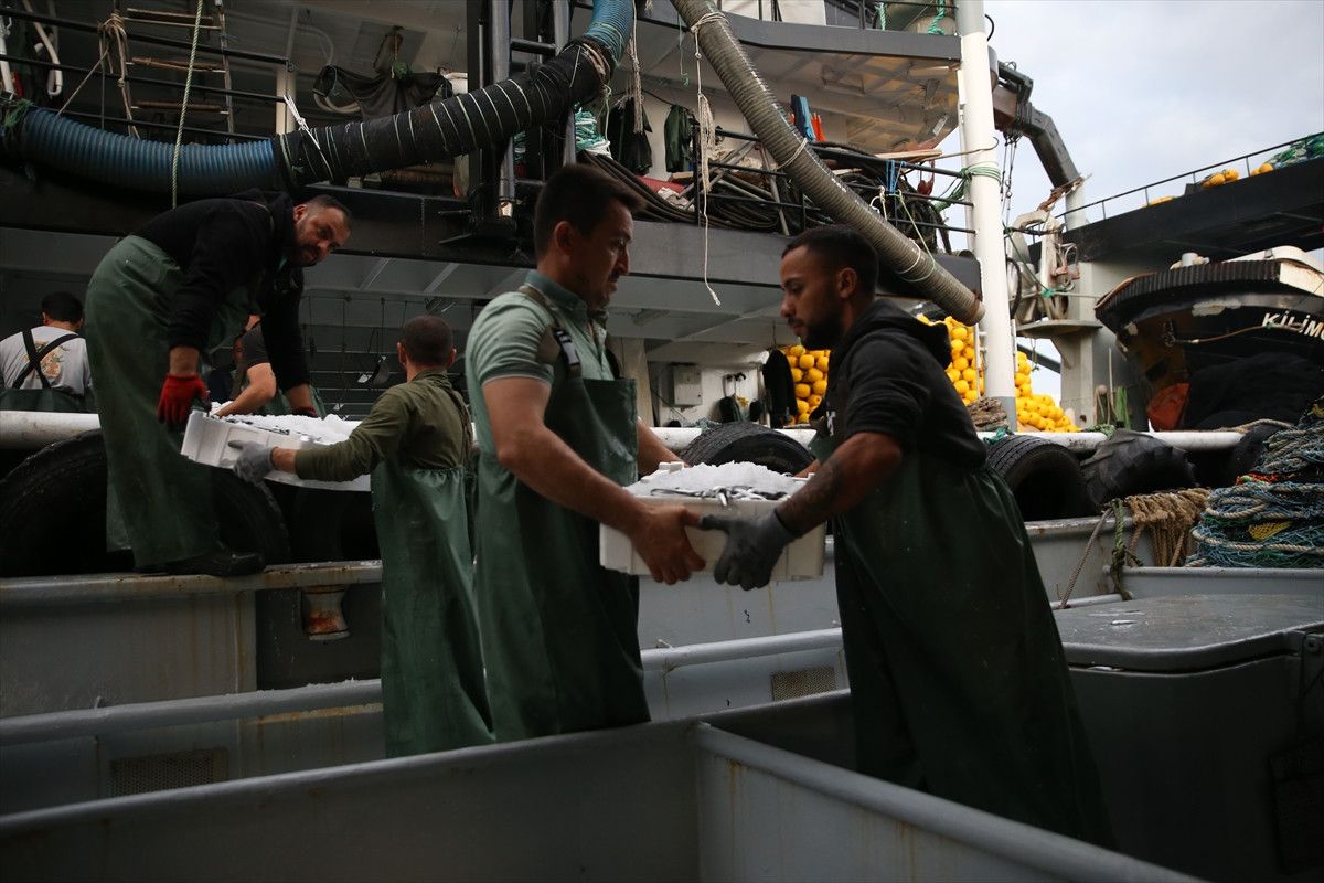 Ordu'da hamsi bolluğu balıkçıları sevindirdi 6 orduda hamsi bollugu balikcilari sevindirdi 5 edLRZRsu