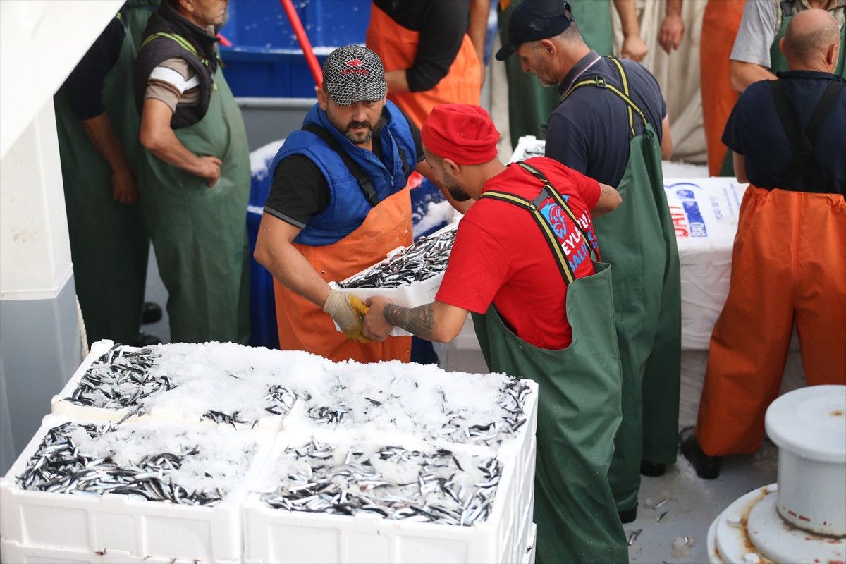 Ordu'da hamsi bolluğu balıkçıları sevindirdi 8 orduda hamsi bollugu balikcilari sevindirdi 7 sPkeN8i4