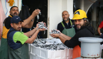 orduda hamsi bollugu balikcilari sevindirdi zkPVOzCP