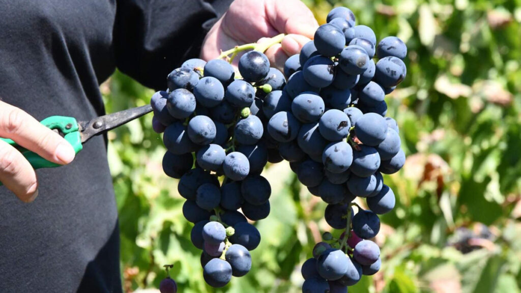 tekirdagda kuraklik uzumde rekolte ve kalite kaybina neden oldu Z3g3CcPT