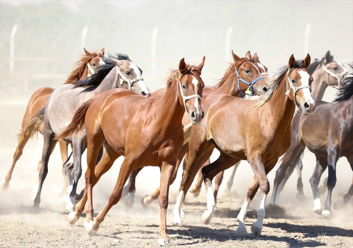 tigem acik artirmayla satacak her biri servet degerinde 0 WmHBnf7z