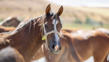 tigem acik artirmayla satacak her biri servet degerinde gYFthE9V