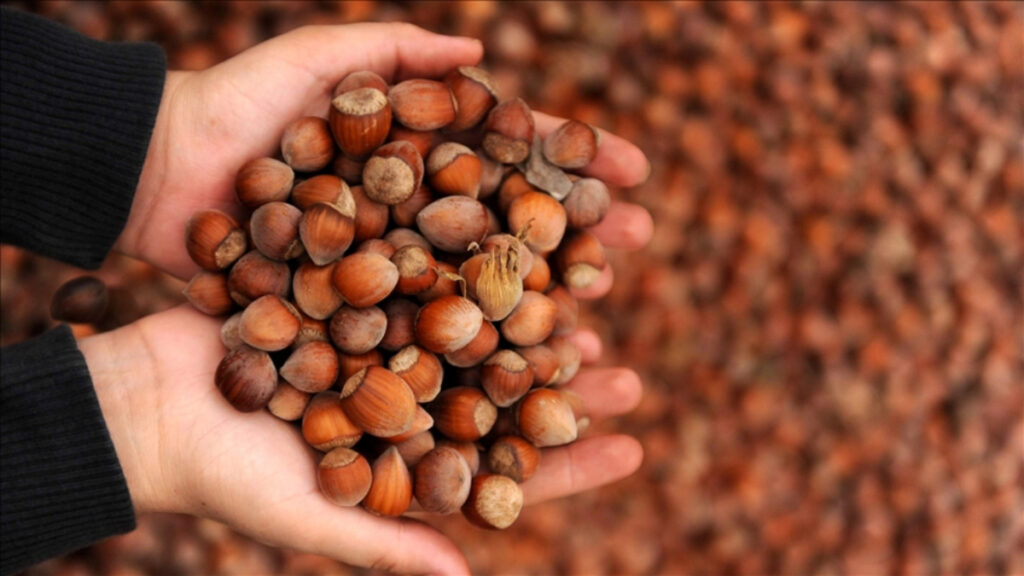 turkiye findik ihracatindan 8 ayda 15 milyar dolar gelir sagladi 5cgCazYp