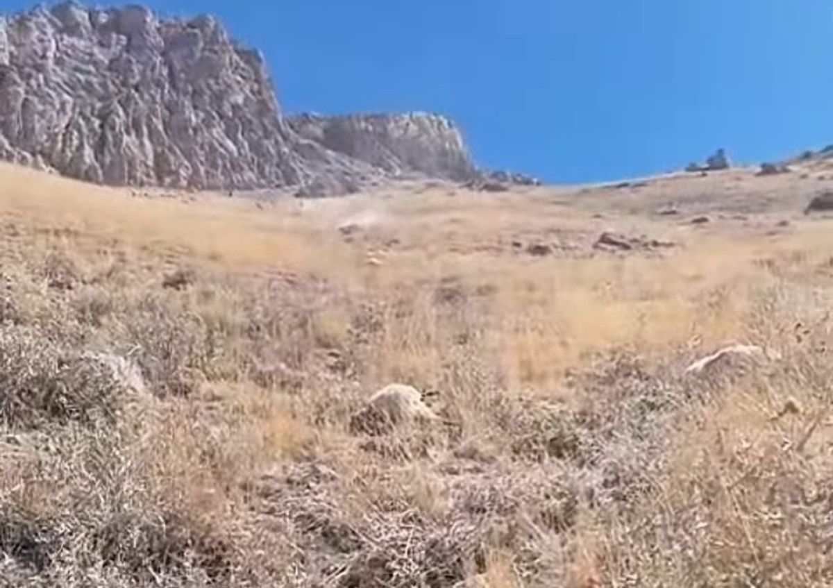 vanda kurtlarin saldirdigi surude 70 koyun telef oldu 1 OIpyViig