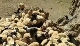 vanda kurtlarin saldirdigi surude 70 koyun telef oldu bbMAXwd7