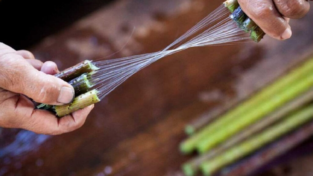 yalnizca birkac ulkede yetiyor dunyanin en pahali kumasi oluyor metresi 79 bin tlden satiliyor 2MV5avN8