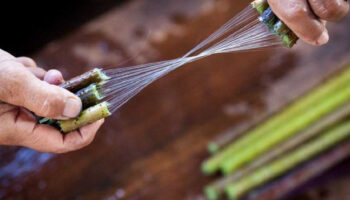 yalnizca birkac ulkede yetiyor dunyanin en pahali kumasi oluyor metresi 79 bin tlden satiliyor 2MV5avN8