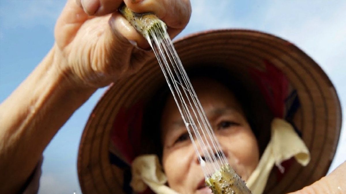 yalnizca birkac ulkede yetiyor dunyanin en pahali kumasi oluyor metresi 79 bin tlden satiliyor PDMCbY7e