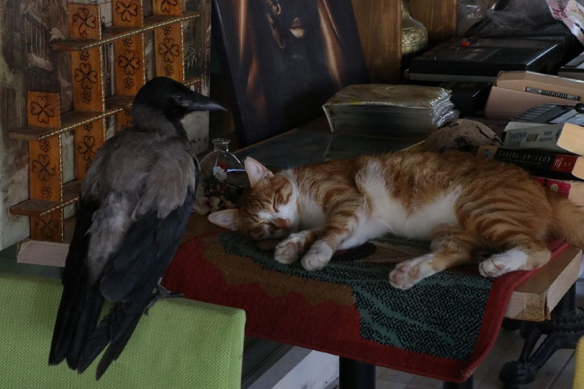 yalovada siyah isimli karga pansiyonun maskotu oldu 0 YIScmiRZ