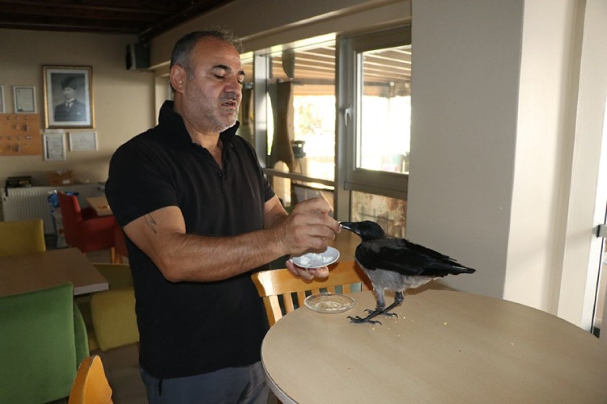 yalovada siyah isimli karga pansiyonun maskotu oldu 1 p5QjSSdz