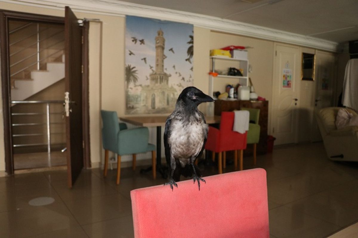 yalovada siyah isimli karga pansiyonun maskotu oldu 2 UDQLalHH