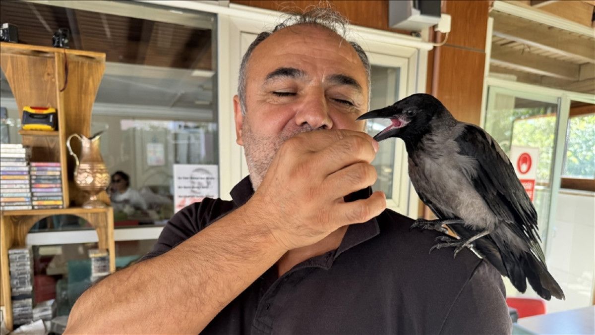 yalovada siyah isimli karga pansiyonun maskotu oldu 3 9X9nXfER