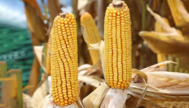 zimbabvede misir ithalati yasaklandi p26hOSqE