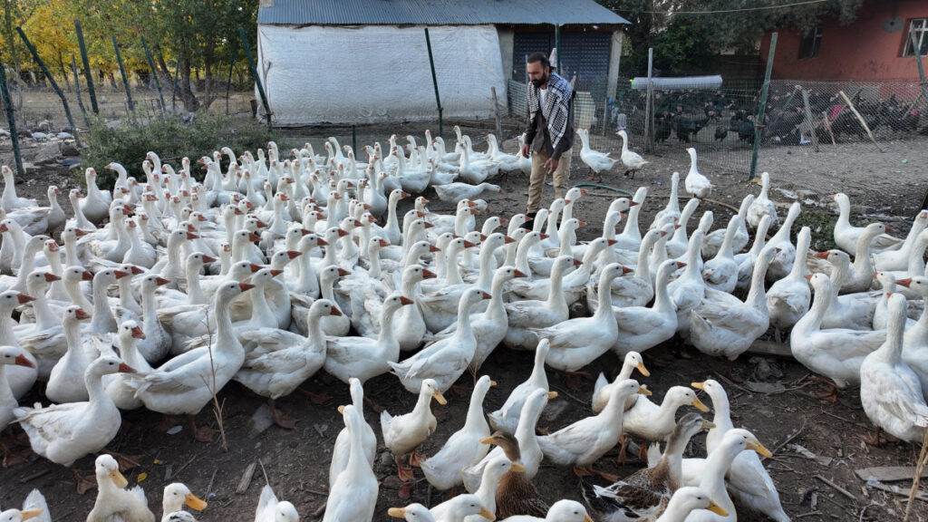 agrida islik sesiyle yuzlerce kanatli hayvani etrafina topluyor zlvFBunb