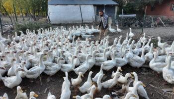 agrida islik sesiyle yuzlerce kanatli hayvani etrafina topluyor zlvFBunb
