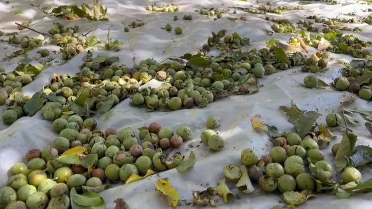 bitliste dunyaca unlu olan adilcevaz cevizinin hasadi suruyor 0 jTJgz98P