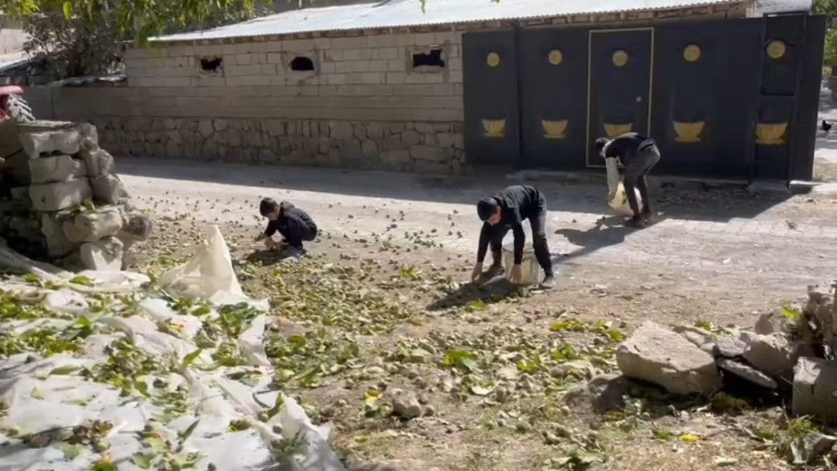 bitliste dunyaca unlu olan adilcevaz cevizinin hasadi suruyor 1 tXydD6ls