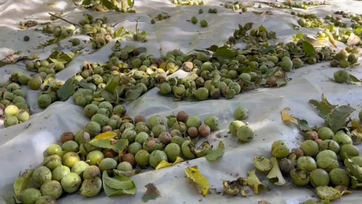 bitliste dunyaca unlu olan adilcevaz cevizinin hasadi suruyor 2 26AZpYgZ