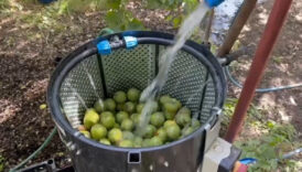 bitliste dunyaca unlu olan adilcevaz cevizinin hasadi suruyor qbbKOHug