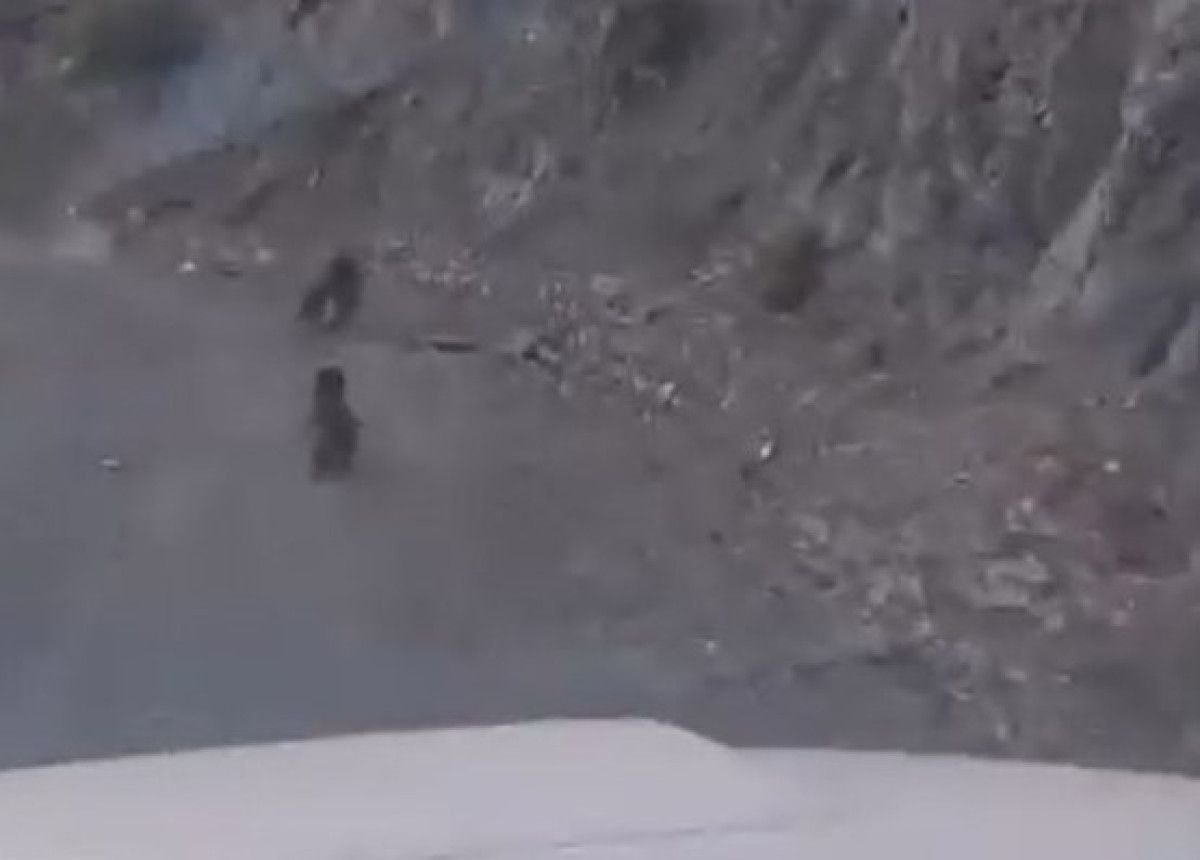 boluda anne ayi ve yavrusu korkuyla daga tirmandi 0 b2A5J23z