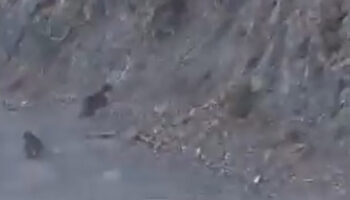 boluda anne ayi ve yavrusu korkuyla daga tirmandi uCYUK9Jc