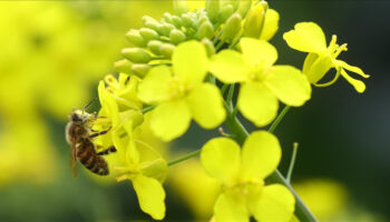 cevreyi koruma icin gelistirilen projelere destek dp8veykl
