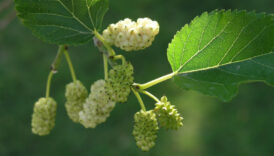 ciltten kalbe beyaz dutun 10 faydasi vUG6fgIr